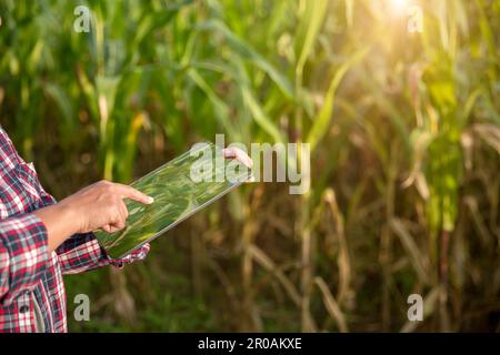 Landwirt im Maisfeld mit einem digitalen Tablet für intelligente Landwirtschaft. Innovationstechnologie für ein intelligentes Landwirtschaftssystem, Landwirtschaftsmanagement. Konzept von Smart FAR Stockfoto