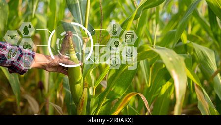 Landwirt im Maisfeld mit einem digitalen Tablet für intelligente Landwirtschaft. Innovationstechnologie für ein intelligentes Landwirtschaftssystem, Landwirtschaftsmanagement. Konzept von Smart FAR Stockfoto