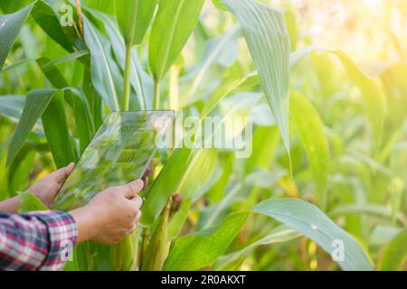 Landwirt im Maisfeld mit einem digitalen Tablet für intelligente Landwirtschaft. Innovationstechnologie für ein intelligentes Landwirtschaftssystem, Landwirtschaftsmanagement. Konzept von Smart FAR Stockfoto