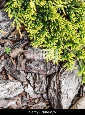 Immergrüne Nadelzweige des Juniperus horizontalis Golden Carpet, schleichender Wacholder vor dem Hintergrund der Rinde Stockfoto