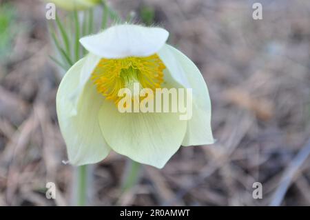 Weiße Frühlingsgebirgsblumen - Pasque Flowers - Blumen in Kasachstan Stockfoto