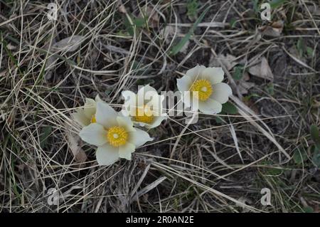 Weiße Frühlingsgebirgsblumen - Pasque Flowers - Blumen in Kasachstan Stockfoto