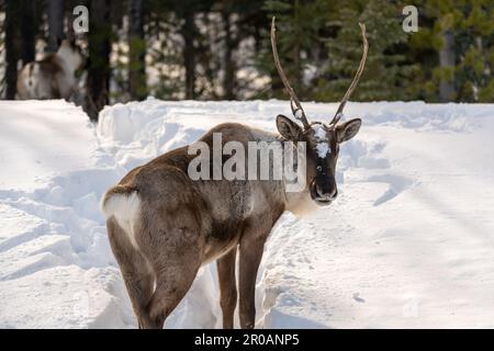 Wildes Caribou entlang des Alaska Highway im Frühling mit verschwommenem Hintergrund. Rentiere in der Arktis in wilder Natur und Wildnis. Stockfoto