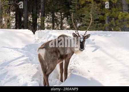 Wildes Caribou entlang des Alaska Highway im Frühling mit verschwommenem Hintergrund. Rentiere in der Arktis in wilder Natur und Wildnis. Stockfoto