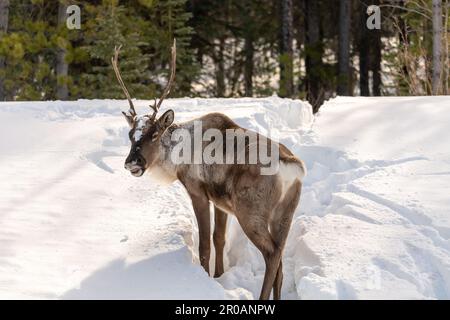 Wildes Caribou entlang des Alaska Highway im Frühling mit verschwommenem Hintergrund. Rentiere in der Arktis in wilder Natur und Wildnis. Stockfoto