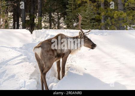 Wildes Caribou entlang des Alaska Highway im Frühling mit verschwommenem Hintergrund. Rentiere in der Arktis in wilder Natur und Wildnis. Stockfoto