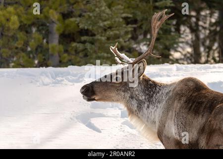 Wildes Caribou entlang des Alaska Highway im Frühling mit verschwommenem Hintergrund. Rentiere in der Arktis in wilder Natur und Wildnis. Stockfoto