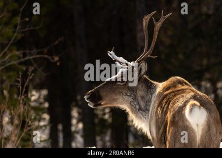 Wildes Caribou entlang des Alaska Highway im Frühling mit verschwommenem Hintergrund. Rentiere in der Arktis in wilder Natur und Wildnis. Stockfoto