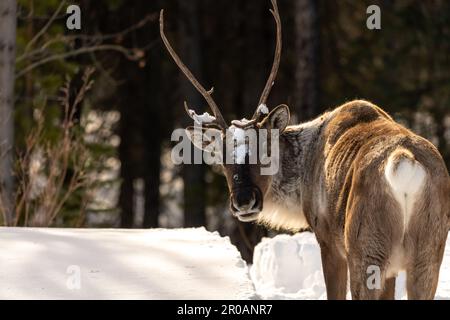 Wildes Caribou entlang des Alaska Highway im Frühling mit verschwommenem Hintergrund. Rentiere in der Arktis in wilder Natur und Wildnis. Stockfoto