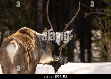 Wildes Caribou entlang des Alaska Highway im Frühling mit verschwommenem Hintergrund. Rentiere in der Arktis in wilder Natur und Wildnis. Stockfoto