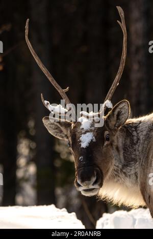 Wildes Caribou entlang des Alaska Highway im Frühling mit verschwommenem Hintergrund. Rentiere in der Arktis in wilder Natur und Wildnis. Stockfoto