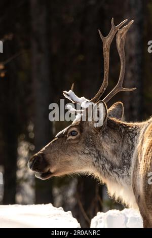 Wildes Caribou entlang des Alaska Highway im Frühling mit verschwommenem Hintergrund. Rentiere in der Arktis in wilder Natur und Wildnis. Stockfoto