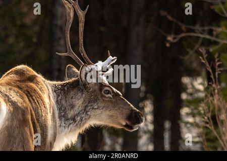 Wildes Caribou entlang des Alaska Highway im Frühling mit verschwommenem Hintergrund. Rentiere in der Arktis in wilder Natur und Wildnis. Stockfoto