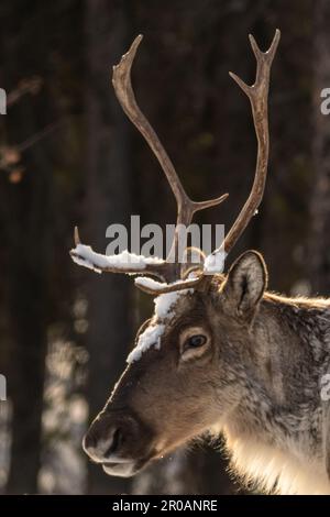 Wildes Caribou entlang des Alaska Highway im Frühling mit verschwommenem Hintergrund. Rentiere in der Arktis in wilder Natur und Wildnis. Stockfoto