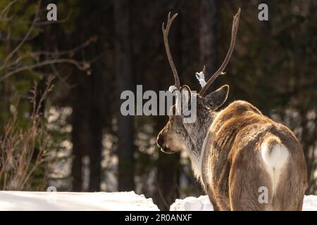 Wildes Caribou entlang des Alaska Highway im Frühling mit verschwommenem Hintergrund. Rentiere in der Arktis in wilder Natur und Wildnis. Stockfoto