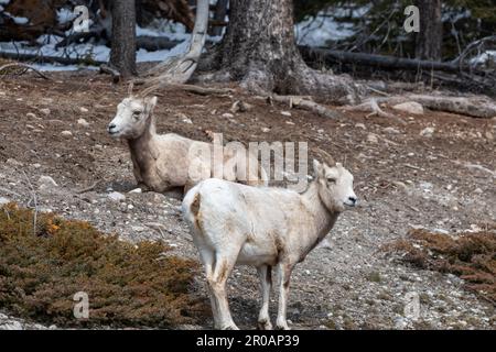 Herde weiblicher Dickhornschafe, die im Frühling in der wilden Wildnis des Banff National Park gesehen wurden. Stockfoto