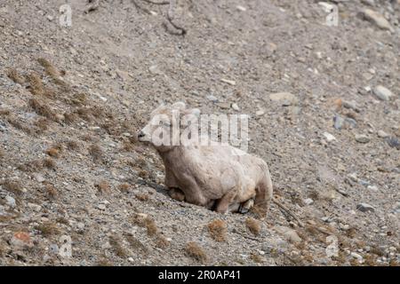 Herde weiblicher Dickhornschafe, die im Frühling in der wilden Wildnis des Banff National Park gesehen wurden. Stockfoto