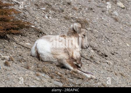 Herde weiblicher Dickhornschafe, die im Frühling in der wilden Wildnis des Banff National Park gesehen wurden. Stockfoto