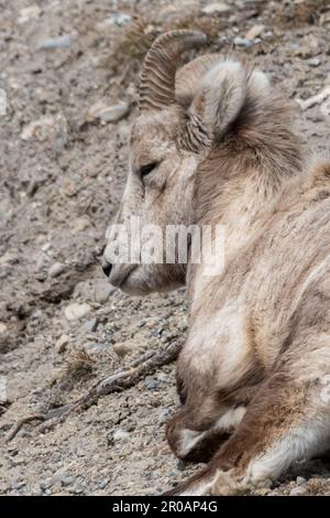 Herde weiblicher Dickhornschafe, die im Frühling in der wilden Wildnis des Banff National Park gesehen wurden. Stockfoto