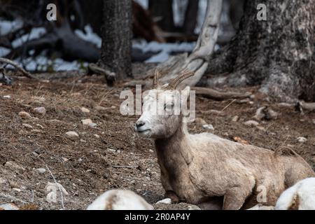 Herde weiblicher Dickhornschafe, die im Frühling in der wilden Wildnis des Banff National Park gesehen wurden. Stockfoto