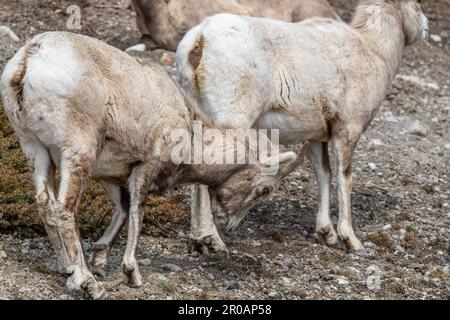 Herde weiblicher Dickhornschafe, die im Frühling in der wilden Wildnis des Banff National Park gesehen wurden. Stockfoto