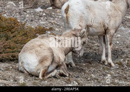 Herde weiblicher Dickhornschafe, die im Frühling in der wilden Wildnis des Banff National Park gesehen wurden. Stockfoto