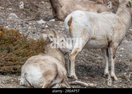 Herde weiblicher Dickhornschafe, die im Frühling in der wilden Wildnis des Banff National Park gesehen wurden. Stockfoto