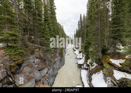 NUMA Falls im Frühling in der Nähe des Banff National Park mit einem wunderschönen Wasserfall, der durch die unberührte natürliche Wildnis in British Columbia fließt. Stockfoto