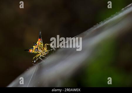 Crablike Spiny Orbweaver Spider, Gasteracantha cancriformis, On Web, Klungkung, Bali, Indonesien Stockfoto