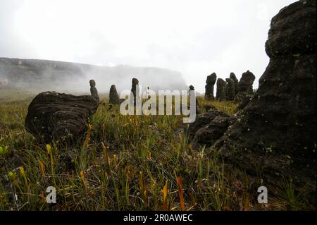 Wildnis auf Amuri Tepui mit schwarzen Felssäulen und Säulen, Venezuela Stockfoto