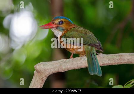 Weibliche Kingfisher mit grüner Rückenlehne, Actenoides monachus, Tangkoko-Nationalpark, Sulawesi, Indonesien Stockfoto