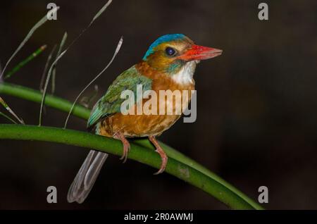 Weibliche Kingfisher mit grüner Rückenlehne, Actenoides monachus, Tangkoko-Nationalpark, Sulawesi, Indonesien Stockfoto