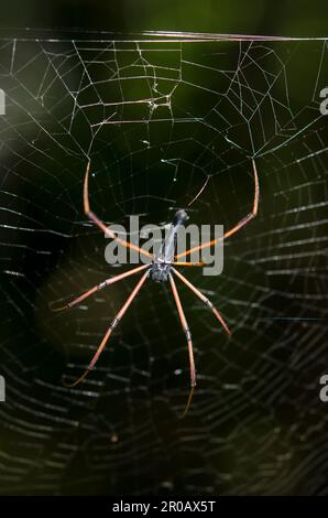 Black Wood Spider, Nephila kuhlii, im Web, Klungkung, Bali, Indonesien Stockfoto