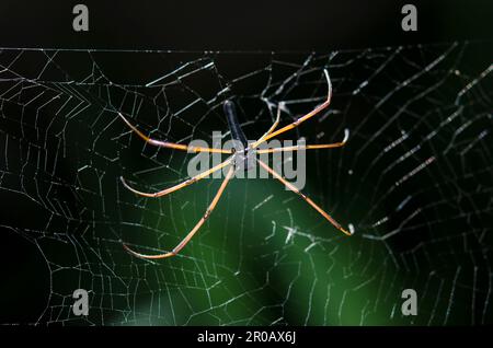 Black Wood Spider, Nephila kuhlii, im Web, Klungkung, Bali, Indonesien Stockfoto