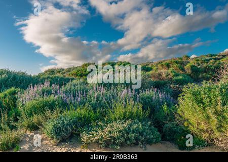 Wildnis. Sträucher und Wildblumen. Kolonie der silbernen Lupine (Lupinus argenteus), wunderschöne erbsenartige blaue Wildblumen in Blüte, und die Wolke Stockfoto