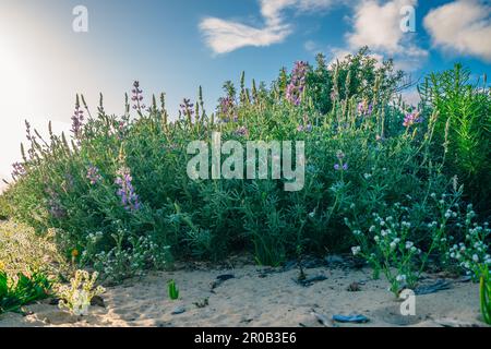 Wildnis. Sträucher und Wildblumen. Kolonie der silbernen Lupine (Lupinus argenteus), wunderschöne erbsenartige blaue Wildblumen in Blüte, und die Wolke Stockfoto