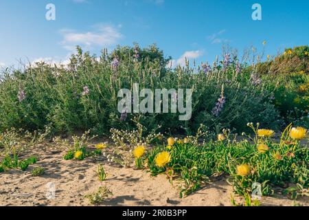 Wildnis. Sträucher und Wildblumen. Kolonie der silbernen Lupine (Lupinus argenteus), wunderschöne erbsenartige blaue Wildblumen in Blüte, und die Wolke Stockfoto