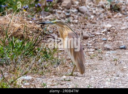 Squacco Heron (Ardeola ralloides), in natürlichem Lebensraum, Agia Vavara, Zypern Stockfoto