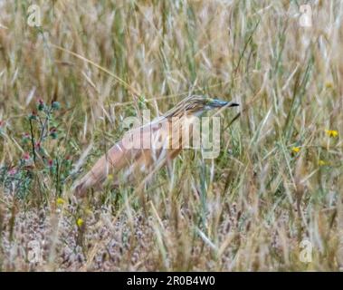 Squacco Heron (Ardeola ralloides), in natürlichem Lebensraum, Agia Vavara, Zypern Stockfoto