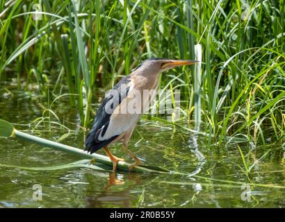 Männlicher kleiner Bittern, Ixobrychus minutus, der sich in einem natürlichen Lebensraum befindet, Agia Vavara, Zypern. Stockfoto