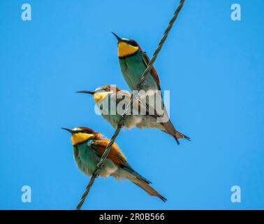 Farbenfrohe europäische Bienenfresser (Merops apiaster) auf Stromleitungen in der Nähe von Agai Vavara, Zypern Stockfoto