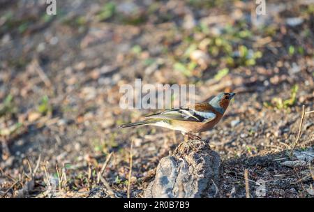 Der gewöhnliche Buchfink, Fringilla coelebs, sitzt im Frühjahr auf dem Boden. Schöner Waldvögel gewöhnlicher Buchfink in der Tierwelt. Der gewöhnliche Buchfink oder sim Stockfoto