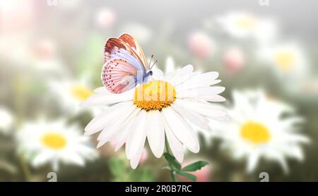 Wilde Kamillenblüten auf einer Wiese im sonnigen Frühlingshintergrund. Sommerszene mit Schmetterling- und Kamillenblüten in Sonnenstrahlen. Nahaufnahme Stockfoto