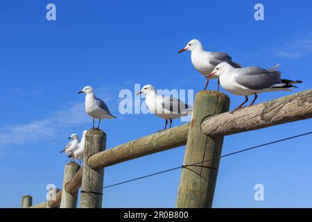 Hartbuttmöwe (Chroicocephalus hartlaubii), auch bekannt als Königmöwe. Stockfoto