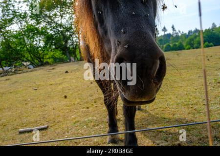 Pferde, die im Sommer von Fliegen geplagt werden, auf einer Weide mit trockenem Gras in der Nähe von Neksö auf der Insel Bornholm, Dänemark, Europa. Stockfoto