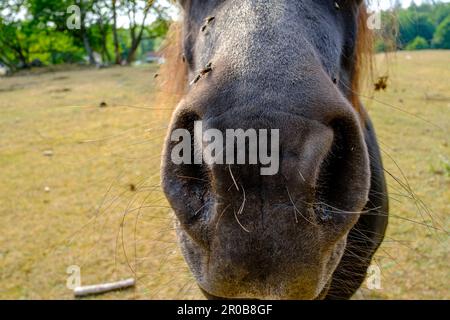 Pferde, die im Sommer von Fliegen geplagt werden, auf einer Weide mit trockenem Gras in der Nähe von Neksö auf der Insel Bornholm, Dänemark, Europa. Stockfoto