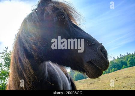 Pferde, die im Sommer von Fliegen geplagt werden, auf einer Weide mit trockenem Gras in der Nähe von Neksö auf der Insel Bornholm, Dänemark, Europa. Stockfoto