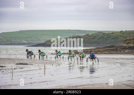 Trabrennen am Harbour View Beach, Kilbrittain, Co. Cork. Mai 2023 Stockfoto