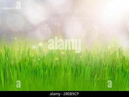 Nahaufnahme des grünen Grasfeldes mit unscharfem Hintergrund und Sonnenlicht. Hintergrundkonzept Frühling und Sommer Stockfoto