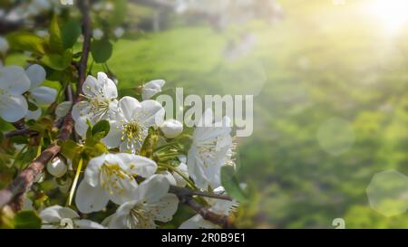 Nahaufnahme von Apfelblüten auf unscharfem Hintergrund Stockfoto